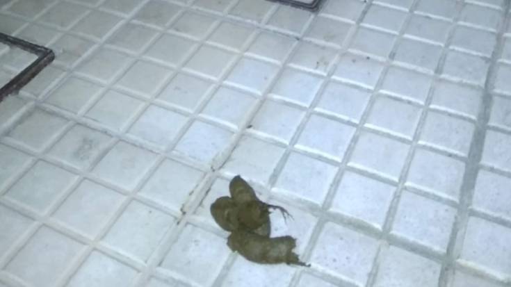 GUTUNA. Ardantzabideko txakur-kaken harira