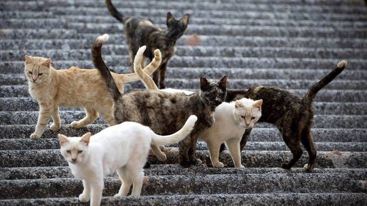 Kaleko katuen inguruko elkartea sortu nahi dute Zumaian