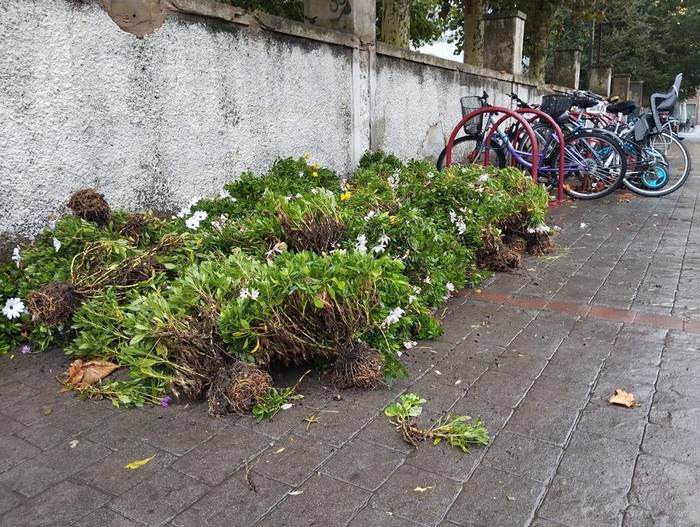 Herritarrek eskura ditzakete lorategietatik ateratako landareak