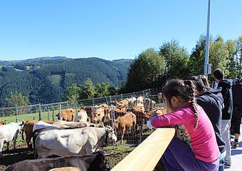 Elosuko azokan ganaduen erakusketa kutsua mantenduko dute igandean