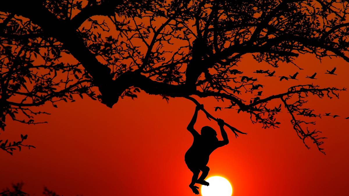 Denboraldia amaitzeko, musikaz betetako Oihan Festa egingo dute Mola-Mola tabernan