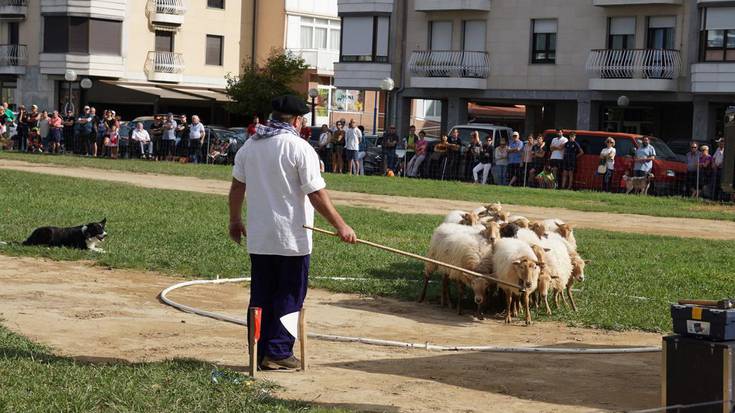 Irudietan: Pello Segurolaren 'Argi' txakurrak irabazi du ardi txakur lehiaketa
