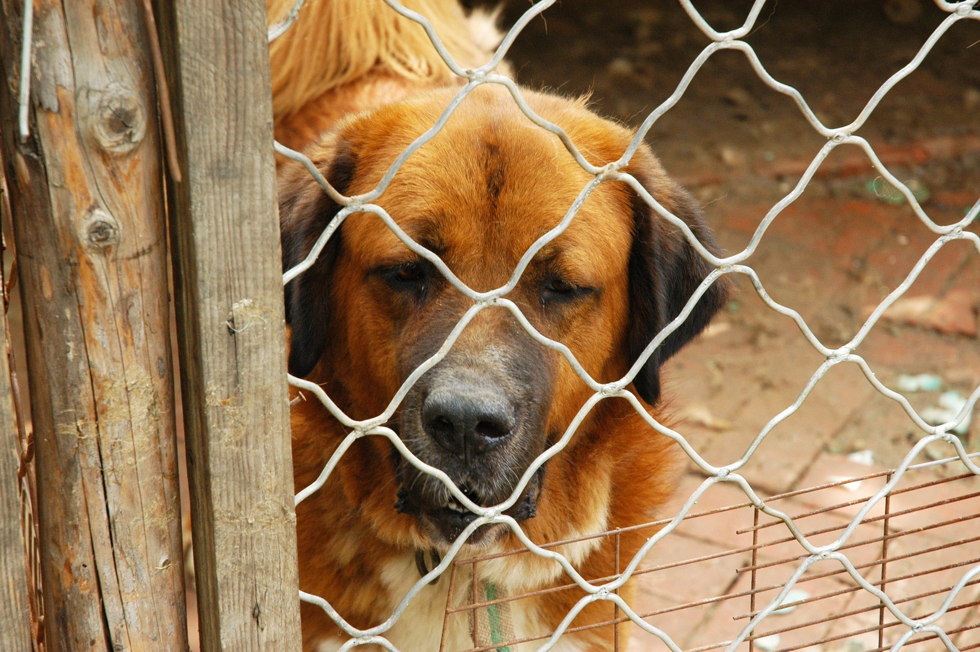"Oso gutxik abandonatzen dute txakurra"