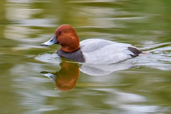 Murgilari arrunta (Aythya ferina)