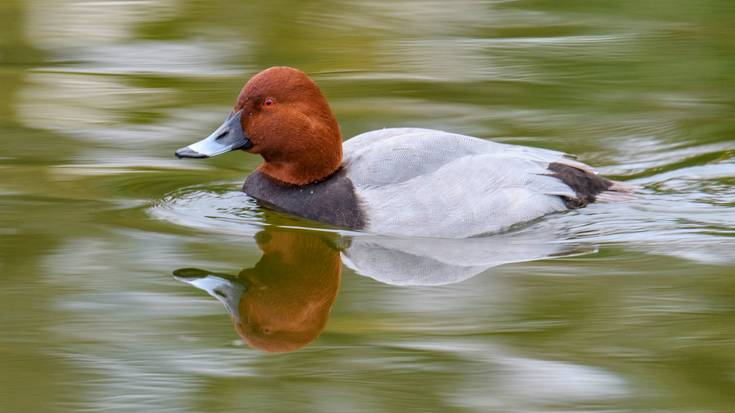 Murgilari arrunta (Aythya ferina)