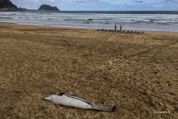 Izurde bat hilda agertu da Zarauzko hondartzan
