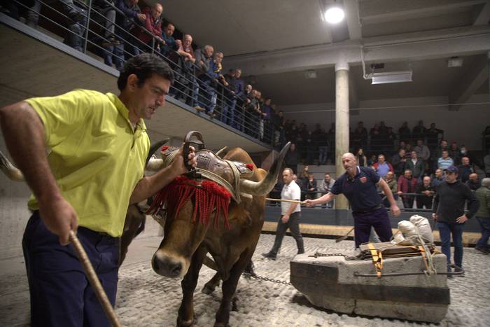 Txinloren idi pareak irabazi ditu Aiako kintopeko probak, ikuskizuna emanda
