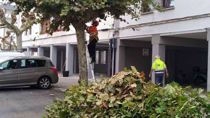 Zelai Ondoko zuhaitzak kimatzen ari dira