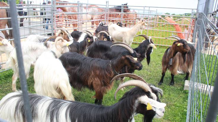 Asentzio Azoka egingo dute datorren igandean Aian