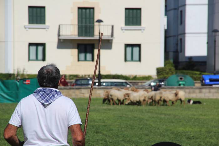 Ardi Txakur lehiaketa izango da ostiralean Zarautzen