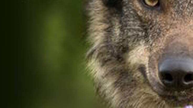 Atzeratu egin dute 'Barbacana: la huella del lobo' dokumentalaren emanaldia