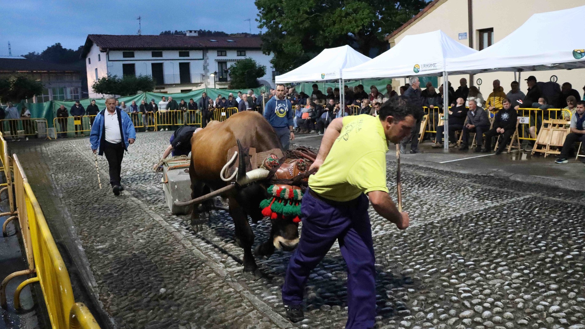 AIPEren 20. urteurrena ospatzeko idi proba erakustaldia egingo dute igandean Aizarnazabalen