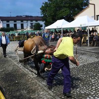 Erakustaldia: AIPEren 20. urteurrena ospatzeko idi proba