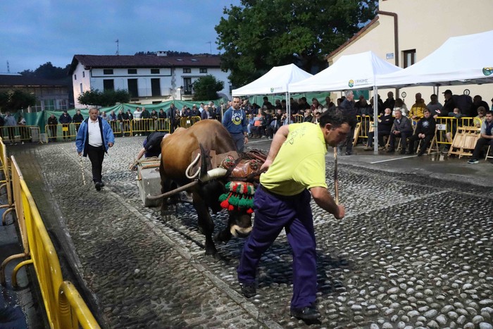 Erakustaldia: AIPEren 20. urteurrena ospatzeko idi proba