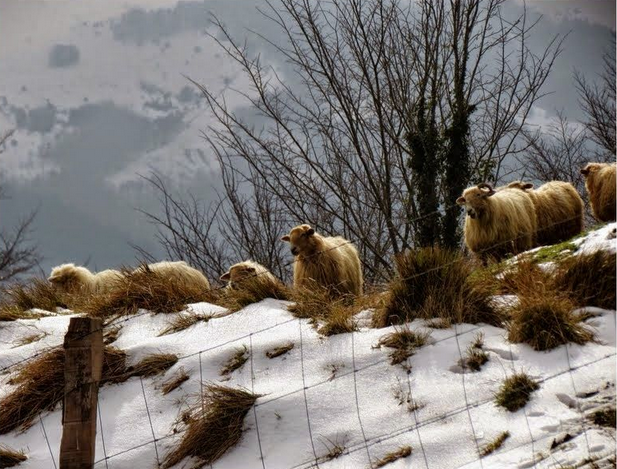 Berriz ere, abisu horia