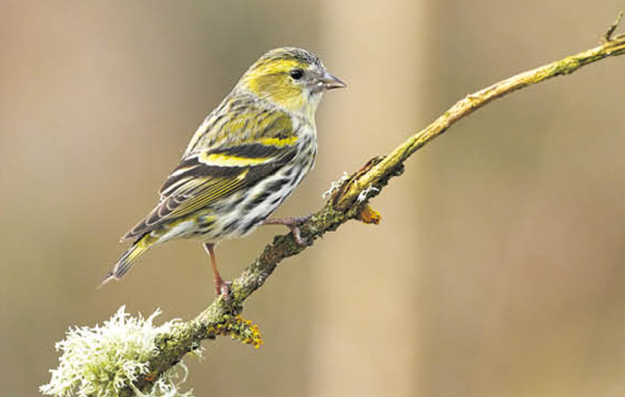 Tarina (Spinus spinus)