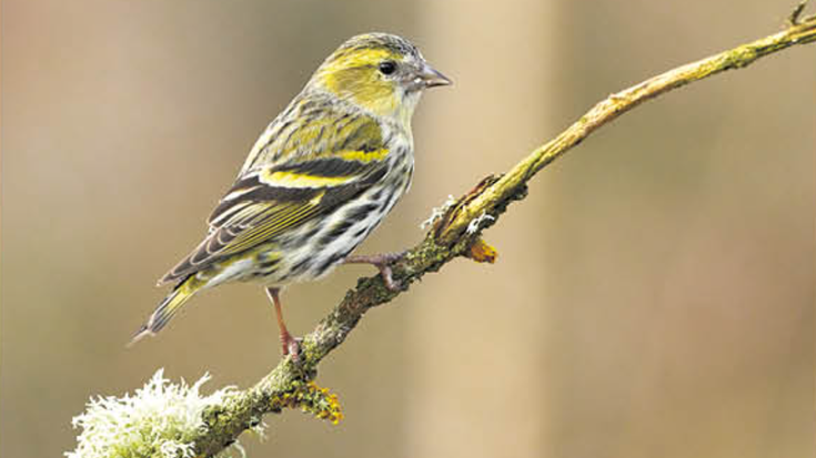 Tarina (Spinus spinus)