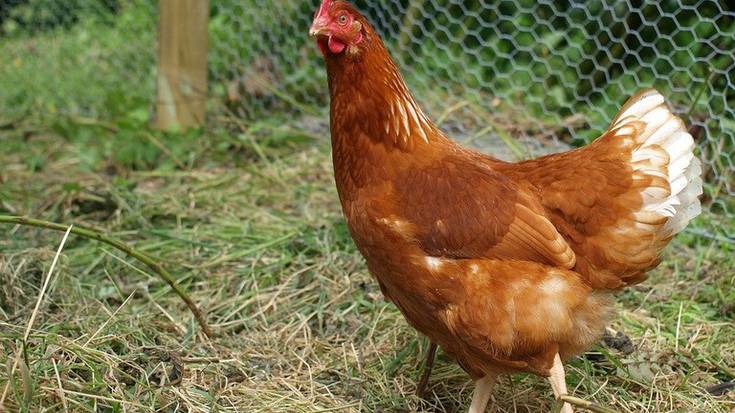 Merkataritzarako ez diren hegaztien ustiategien errolda egiteko datuak bilduko ditu Zumaiako Udalak