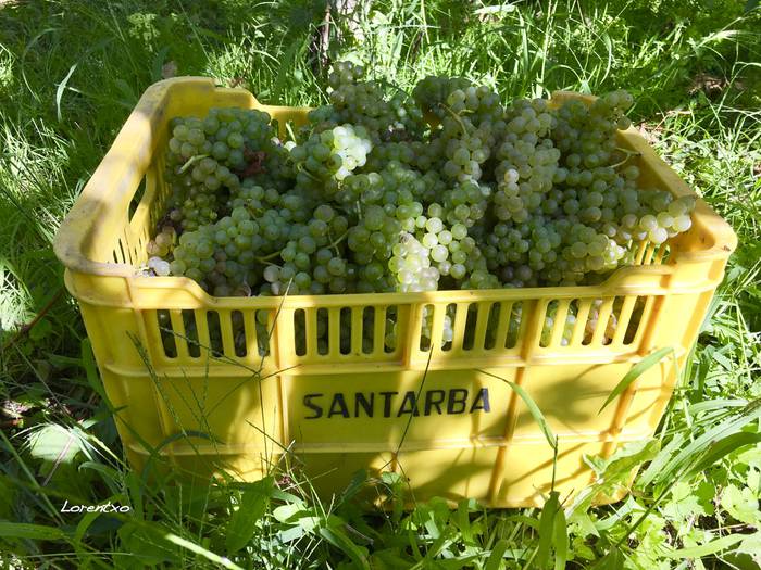 Upategiek amaitu dute mahats bilketa eta iaz baino %10 gutxiago jaso dute 