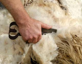 753 ardiren artilea bildu eta birziklatu dute Aian