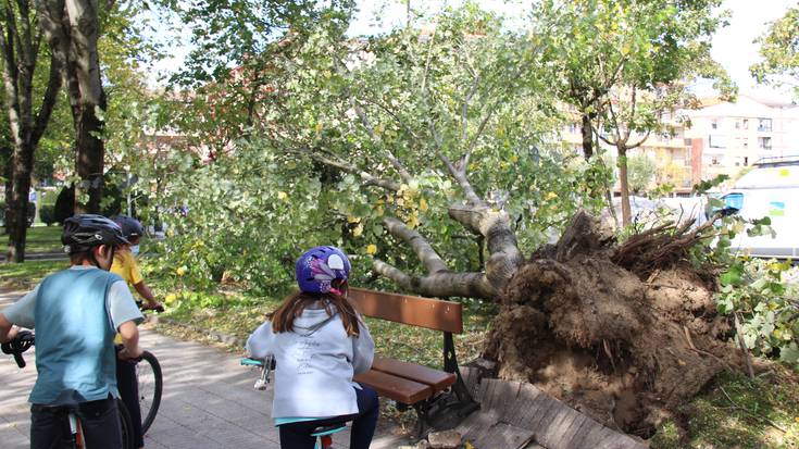 Irudietan: 26 zuhaitz bota ditu haizeteak