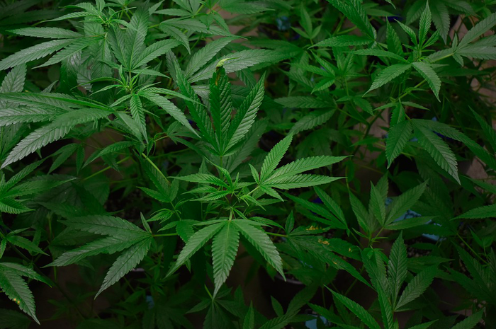 Hainbat marihuana plantazio desegin ditu Ertzaintzak eskualdean