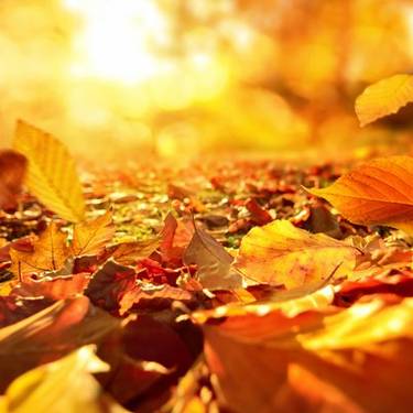 Erakusketa: 'Bertako hostoen eta hazien bilduma'