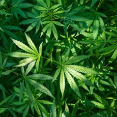 Lur azpiko marihuana plantazioa atzeman dute Zarautzen