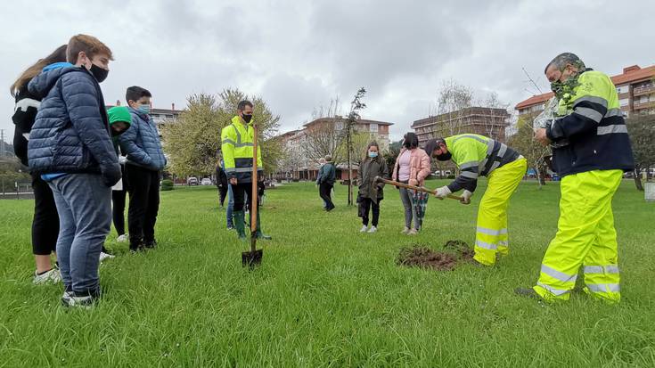 Haritzak, arteak eta intxaurrondo zuhaixkak landatu dituzte gaur Zumaian egindako Zuhaitz Egunean