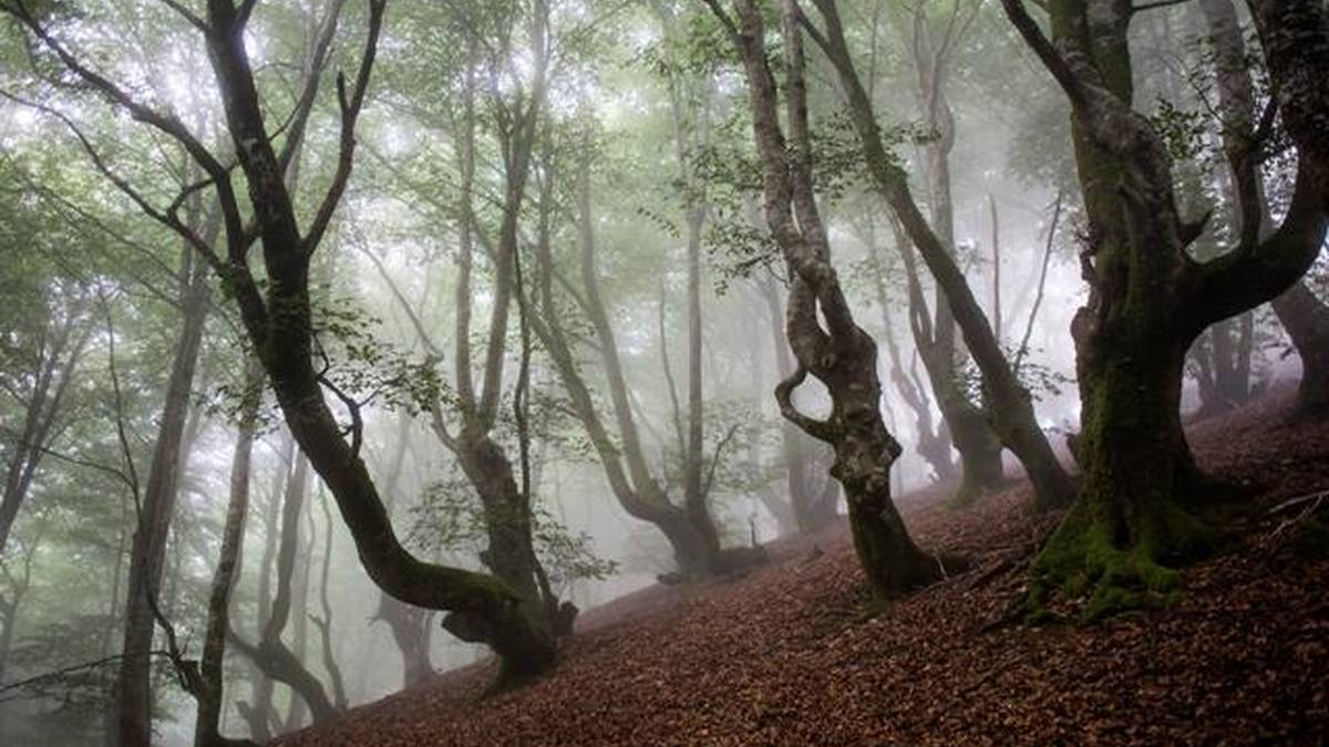 Gizon bat hil zen atzo Urrategi auzoan, basoan lan istripua izanda