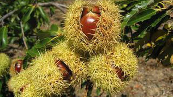 Antigoaleko Hiztegia: 'Gatzatu'/'Gazur'/'Gaztanbera', 'Zakil', 'Alu', 'Morkots'