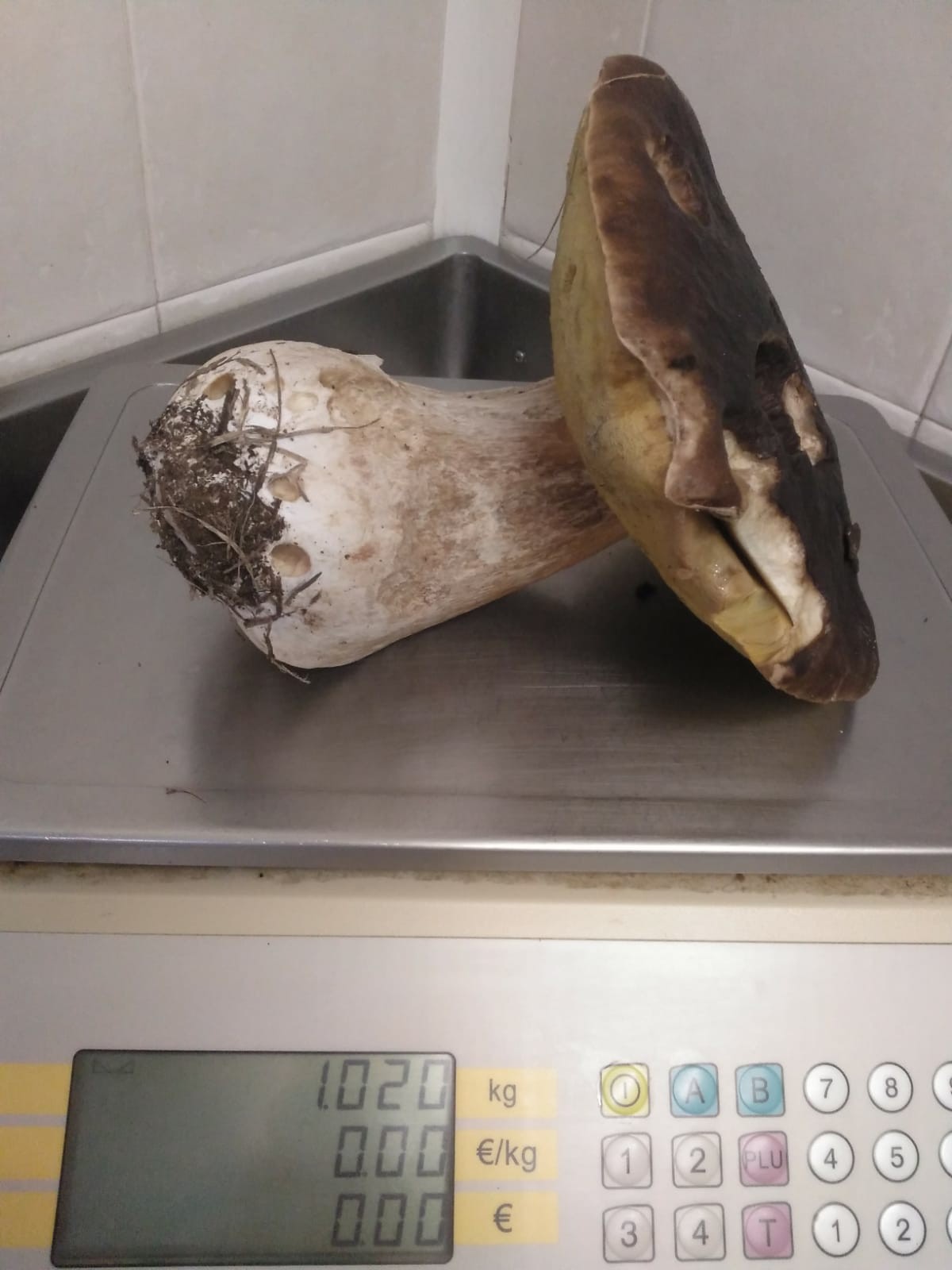 Kilotik gorako onddoa jaso dute gaur Otarre jatetxearen inguruan