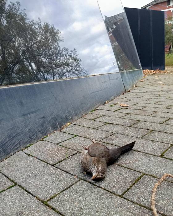 Balentziaga museoa hegaztientzako "tranpa hilgarria" dela salatu du Eguzki talde ekologistak