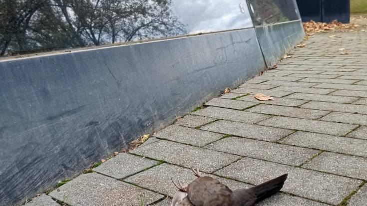 Balentziaga museoa hegaztientzako "tranpa hilgarria" dela salatu du Eguzki talde ekologistak