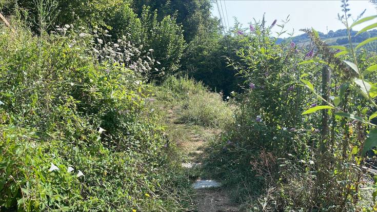 Madalenako berdegunea, sasiak, belar luzeak eta zikinak hartuta