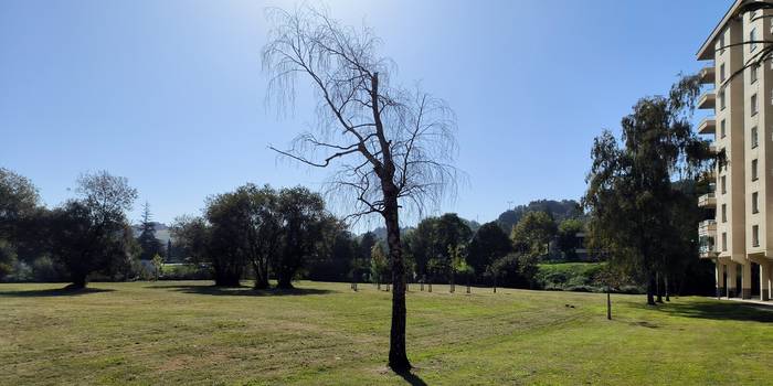 Lehortu egin diren hiru zuhaitz ordezkatuko dituzte