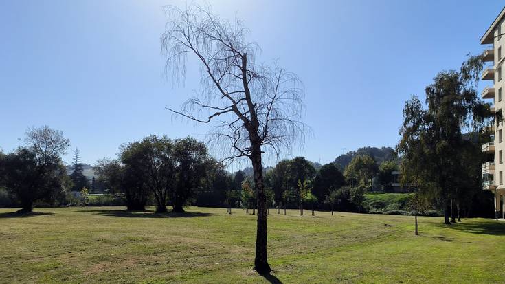 Lehortu egin diren hiru zuhaitz ordezkatuko dituzte
