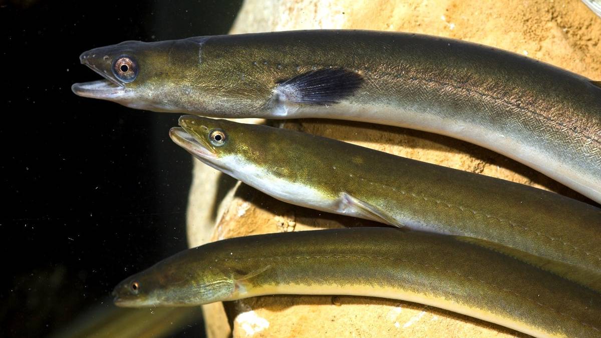 Aingira Espezie Mehatxatuen Euskadiko Katalogoan sartzeko eskatu du Eguzkik