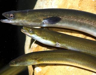 Aingira Espezie Mehatxatuen Euskadiko Katalogoan sartzeko eskatu du Eguzkik