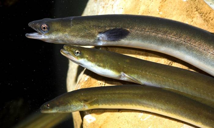 Aingira Espezie Mehatxatuen Euskadiko Katalogoan sartzeko eskatu du Eguzkik