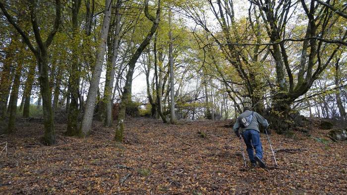 Basoko altxorren bila