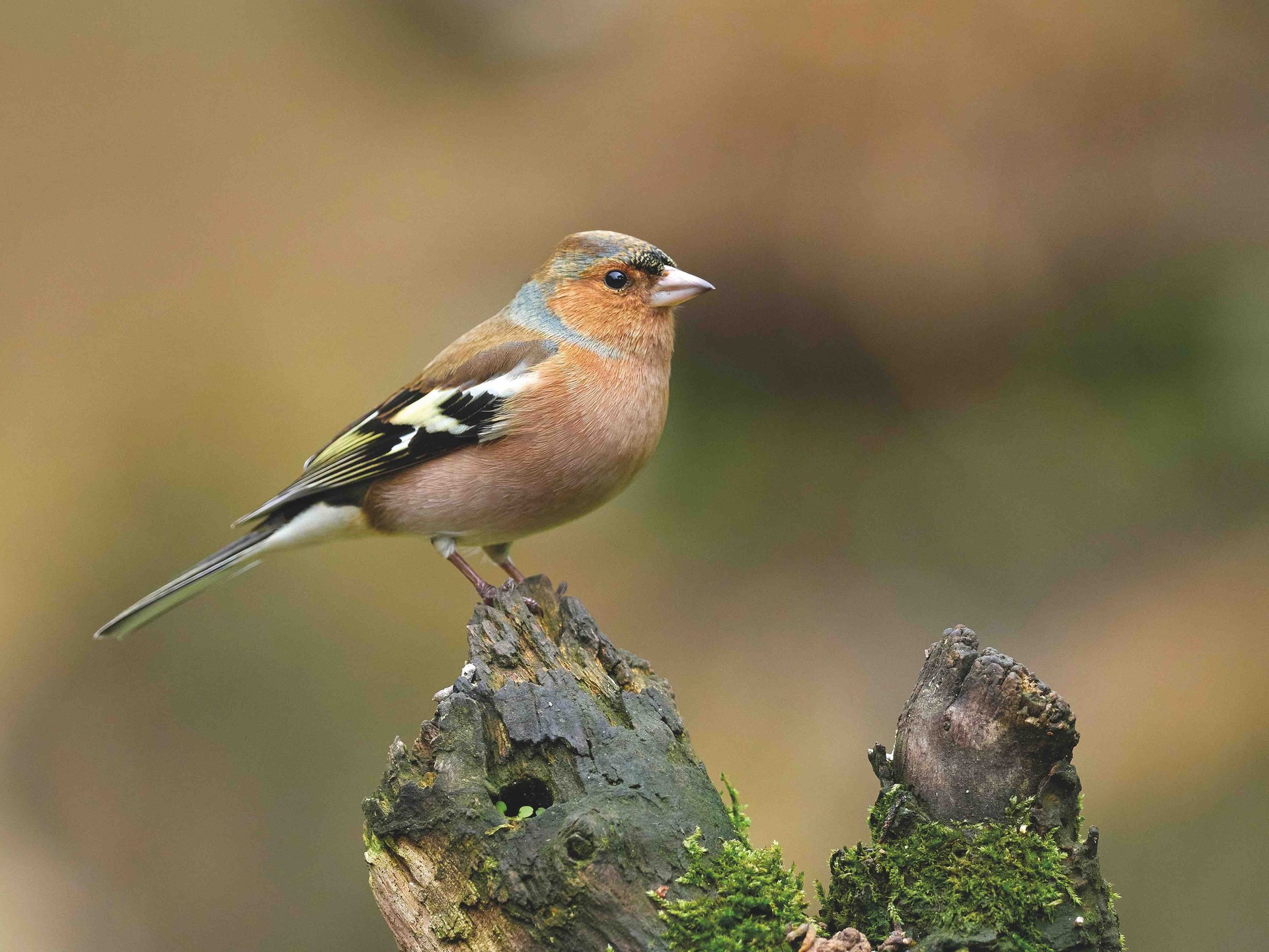 Txonta arrunta (Fringilla coelebs)