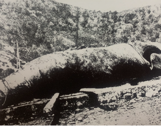 Olaizola, Kontxa eta balea (II)