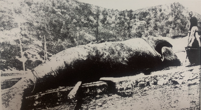 Olaizola, Kontxa eta balea (II)