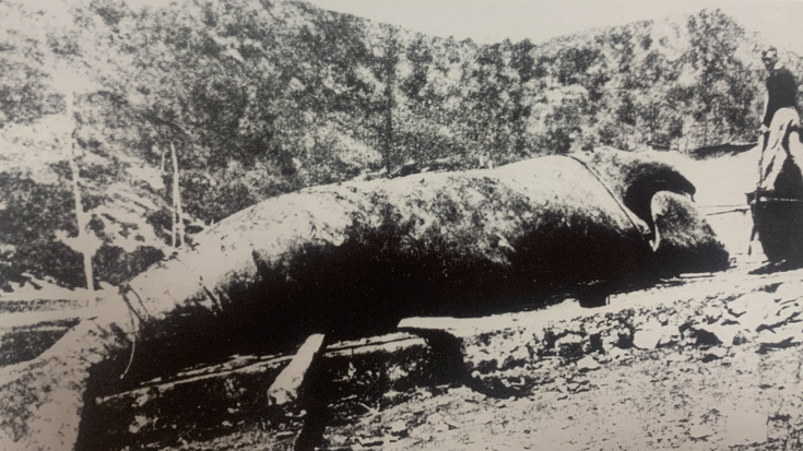 Olaizola, Kontxa eta balea (II)