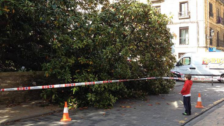 IRUDIA: Magnolioari adar handi bat hautsi zaio