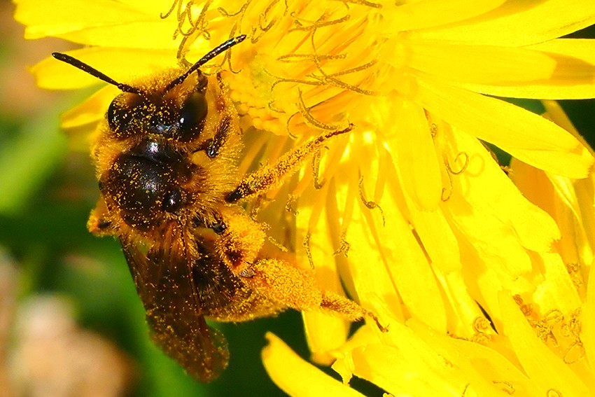 Hitz egiten digun eta laguntzen digun natura