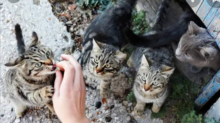 Zenbat gehiago itxaron behar dugu udalak herriko katuekin duen erantzukizuna kudeatu eta bete arte?