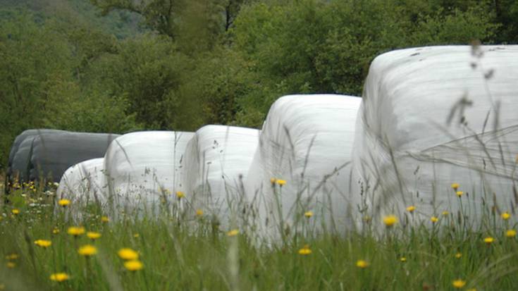 Silo-bolen plastikoa hileko bigarren astearteetan jasoko dute