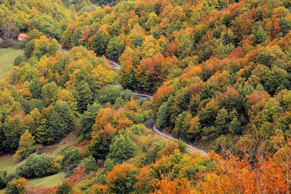 Naturaren leheneratze legea, basoak eta Basotik fundazioa
